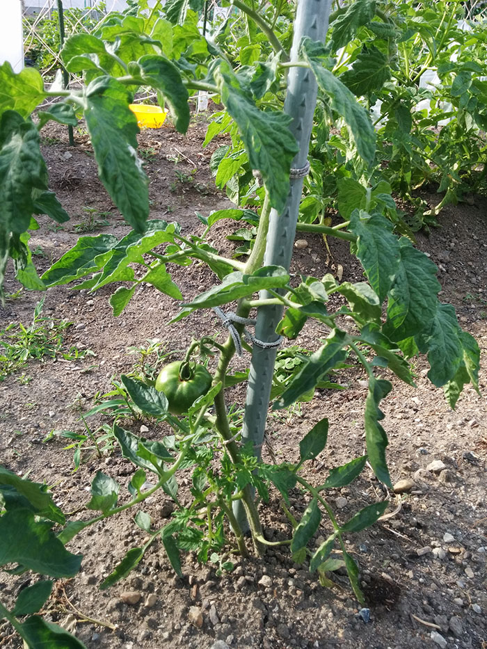 tomato20150523.jpg